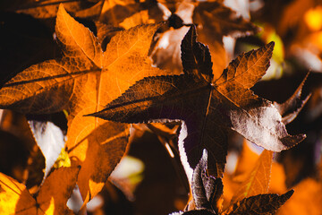 hojas de otoño con luz del atardecer
