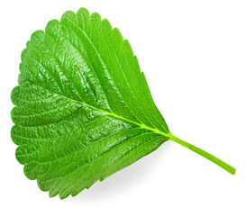 Fototapeta premium Strawberry leaf isolated on white background. Fresh green strawberry leaves top view