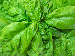 Fototapeta premium Basil leaf textured background. Basil leaves basic ingredient for pesto sauce. Wallpaper.