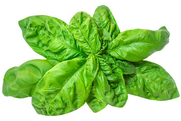 Basil leaf isolated on white background. Basil leaves  for pesto sauce..