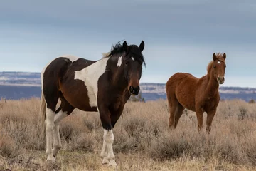 Foto op Canvas Oregon wild horses in high desert © David