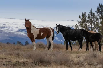 Foto op Canvas small group of wild horses in Oregon © David