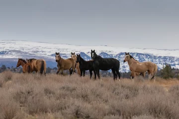 Fotobehang group of wild horses in Steens mountains © David