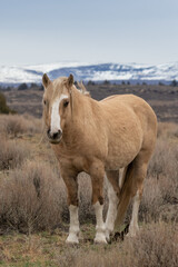 Steens wild horses