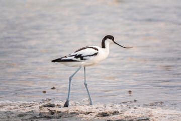 Water bird pied avocet, Recurvirostra avosetta, feeding in the lake. The pied avocet is a large black and white wader with long, upturned beak