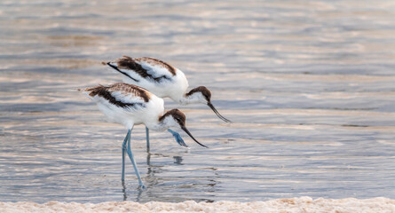 Two water birds pied avocet, Recurvirostra avosetta, feeding in the lake. The pied avocet is a large black and white wader with long, upturned beak