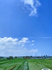 Naklejka premium field and blue sky