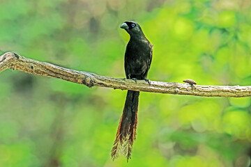 The Racket-tailed Treepie on a branch in Thailand