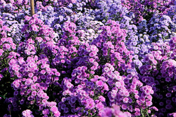 Obraz premium Margaret flower field in the garden of Thailand