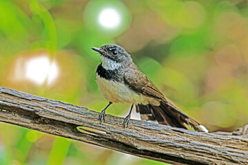 The Fantail Flycatchers on a branch in Thailand