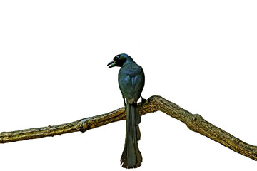 The Racket-tailed Treepie on a branch in Thailand