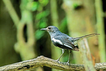 The Oriental magpie robin on a branch in Thailand