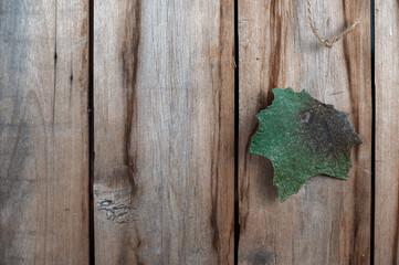 A white poplar tree leaf against a wooden background. Green leaf hanging vertically on twine. Old cracked boards. Natural background with copy space for text and design elements