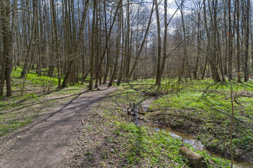Path in the spring forest.