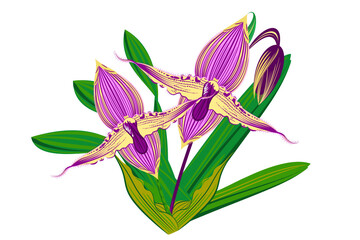 "Vector, graphic, illustration of vintage floral pattern. Line art of a bunch of orchid flower with blooming flowers, buds and leaves.