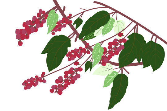 "Vector, graphic, illustration of vintage floral pattern. Line art of a bunch of red fruits and leaves.