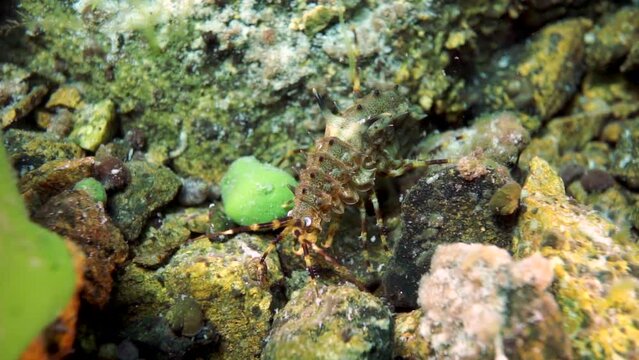 Macro shooting crayfish Acanthogammarus deep underwater in animal world of peculiar wild nature of Lake Baikal in Siberia Russia.