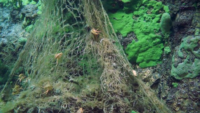 Macro shooting crayfish Acanthogammarus deep underwater in animal world of peculiar wild nature of Lake Baikal in Siberia Russia.