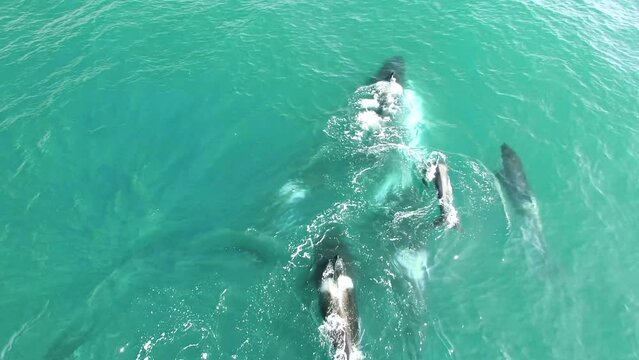 Dramatic drone aerial video of flock of Orca killer whale killing on humpback whale looking for food on horizontal surface on blue sea water. Animal wildlife nature aerial shot, natural background.