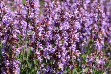 Naklejka premium Varietal cultivated sage