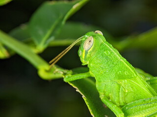 Closeup green Grasshoppers. Grasshopper are a group of insects belonging to the suborder Caelifera.