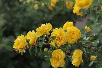Naklejka na ściany i meble yellow flowers in the garden
