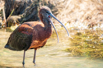 The glossy ibis, latin name Plegadis falcinellus, searching for food in the shallow lagoon.