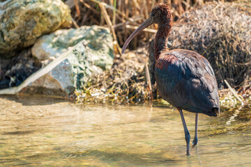 The glossy ibis, latin name Plegadis falcinellus, searching for food in the shallow lagoon.