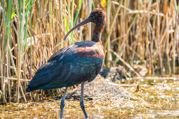 The glossy ibis, latin name Plegadis falcinellus, searching for food in the shallow lagoon.