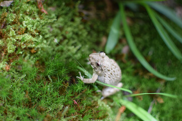 a little frog on the moss / 苔の上のカエル（接写マクロ）