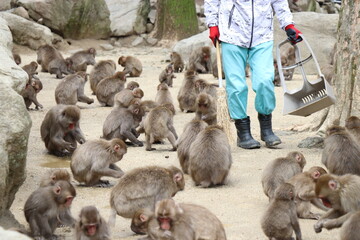 さるの群れ、高崎山自然動物園、大分県