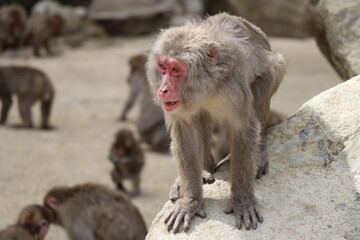 さるの群れ、高崎山自然動物園、大分県