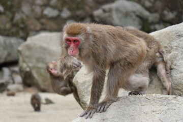 Fototapeta premium さるの群れ、高崎山自然動物園、大分県