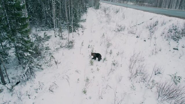 Shot on a drone. A brown bear comes out of the forest to the road and rises on its hind legs, watching the passing cars. A wild beast in nature.
