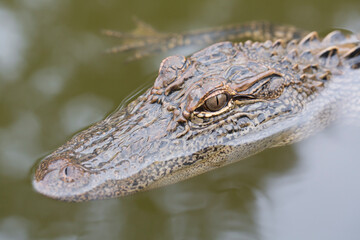 Obraz premium Young American Alligator