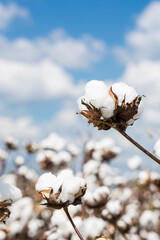 Cotton Plant