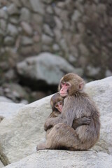 さるの群れ、高崎山自然動物園、大分県