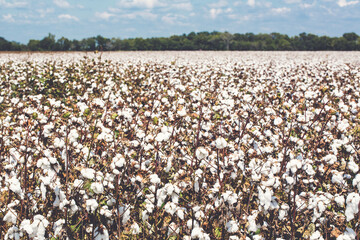 Cotton Plant