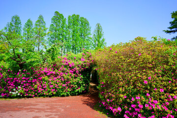 ツツジ　仏生山公園(香川県高松市)