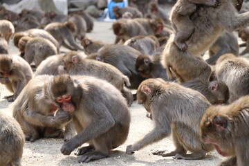 Obraz premium さるの群れ、高崎山自然動物園、大分県