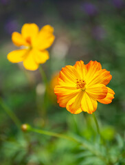 Beautiful Yellow Cosmos (Cosmos sulphureus) flowers blooming in the summer garden.