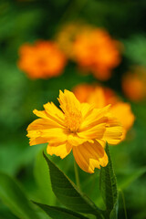 Beautiful Yellow Cosmos (Cosmos sulphureus) flower blooming in the summer garden.