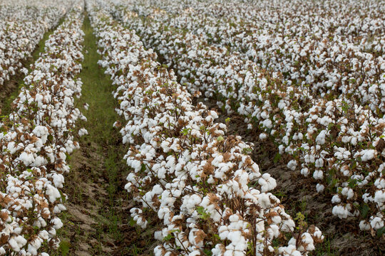 Cotton in Field in Louisiana