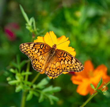 Variegated Fritillary butterfly (Euptoieta claudia) feeding on Cosmos flowers wings wide open in summer garden. 