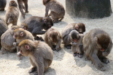 さるの群れ、高崎山自然動物園、大分県