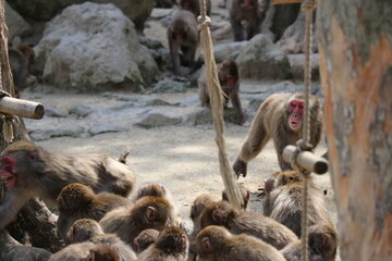 さるの群れ、高崎山自然動物園、大分県