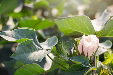 Cotton Blooms in a Louisiana Field