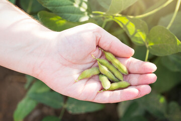 Naklejka na ściany i meble Soybeans in a Louisiana Field