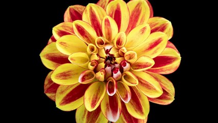 4K Time Lapse of blooming red yellow Dahlia. Timelapse of growing and opening beautiful flower isolated on black background. Time-lapse close-up.