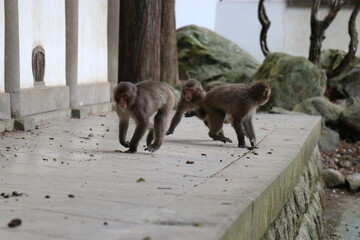 さるの群れ、高崎山自然動物園、大分県